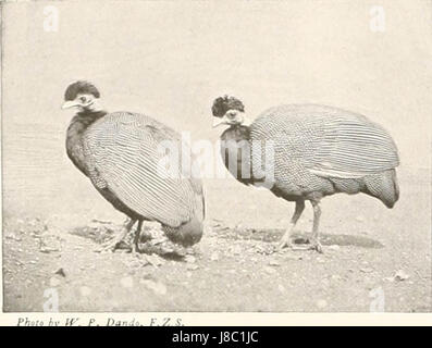 "Vögel anderer Länder, Reptilien, Fische, gegliederte Tiere und niederen Formen;" (1917) Stockfoto