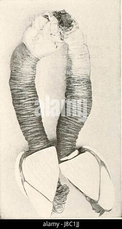 "Vögel anderer Länder, Reptilien, Fische, gegliederte Tiere und niederen Formen;" (1917) Stockfoto