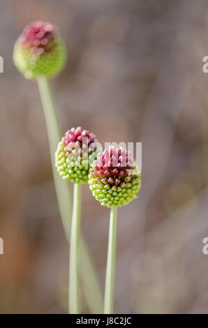 Allium Sphaerocephalon, Drumstick Allium Wildblumen in Spanien. Stockfoto