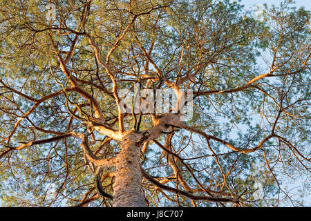 niedrigen Winkel Ansicht der Inus Sylvestris Tannennadeln Äste und Stamm auf blauen Himmelshintergrund Stockfoto