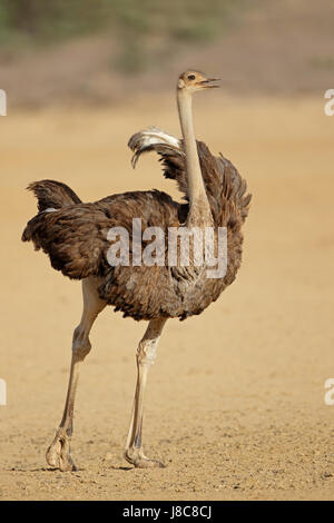 Weibliche Strauß (Struthio Camelus) im natürlichen Lebensraum, Kalahari-Wüste, Südafrika Stockfoto