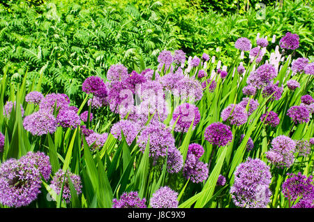 Große Alliums im englischen Grenze Stockfoto