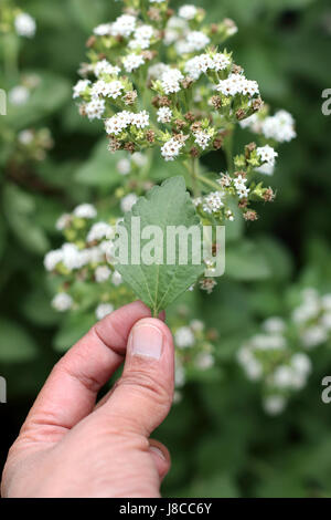 Nahaufnahme Makro von Blumen süß Kraut Stevia rebaudiana Stockfoto