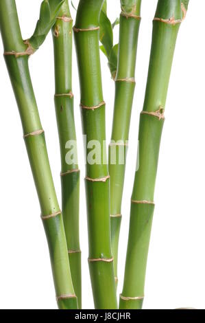 Flora, Bambus, Stiel, Stamm, schieen, Ableger, Zen, Hintergrund,  Hintergrund, Pflanze Stockfotografie - Alamy