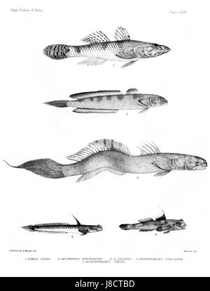 Diese Platte aus dem Atlas *Fishes of India* zeigt eine detaillierte Darstellung verschiedener Fischarten, die in Indien beheimatet sind, und bietet Einblicke in ihr Aussehen und ihre biologische Klassifizierung. Stockfoto