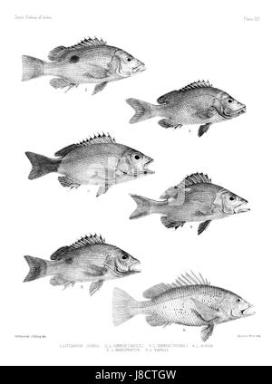 Eine Illustration aus dem atlas „Fishes of India“ mit einer detaillierten Darstellung einer bestimmten Fischart, die auf dem indischen Subkontinent beheimatet ist. Stockfoto