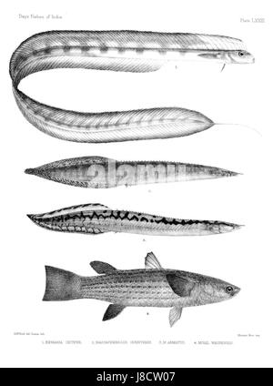 Diese atlas-Platte von „Fishes of India“ zeigt verschiedene Fischarten in den Gewässern Indiens. Sie liefert wertvolle Informationen über die Vielfalt der Meereslebewesen in der Region. Stockfoto