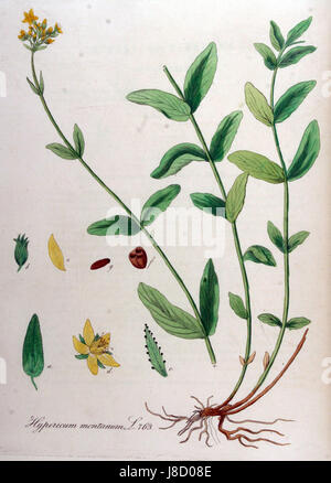 Hypericum montanum, auch bekannt als Johanniskraut, ist eine Art blühender Pflanzen, die in der Wildnis vorkommt. Es zeichnet sich durch seine gelben Blüten und medizinischen Eigenschaften aus, die in der traditionellen Medizin oft wegen seiner heilenden Eigenschaften verwendet werden. Stockfoto