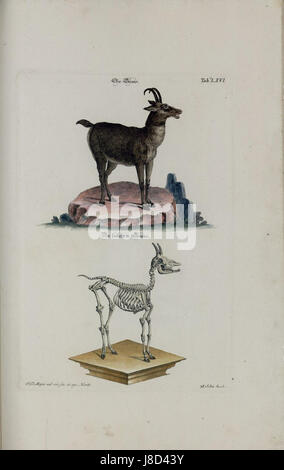 Dieser Titel bezieht sich wahrscheinlich auf ein Kunstwerk oder eine Publikation mit dem Titel „Meyer Zeit Vertreib“, das sich auf Zeitmanagement oder Freizeit konzentriert. Sie enthält eine spezielle Tabelle (Tafel), die sich möglicherweise auf eine Sammlung von Freizeitaktivitäten oder zeitbezogene Kunst bezieht. Stockfoto