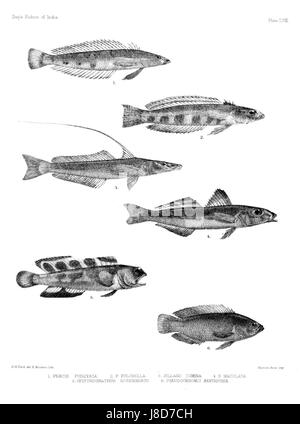 "Fische Indiens. Atlas. Plate LVIII' ist eine detaillierte Abbildung aus einem wissenschaftlichen atlas, die verschiedene Fischarten in Indien darstellt. Sie trägt zum Verständnis der biologischen Vielfalt Indiens in den Gewässern und der Vielfalt der Fischarten in den Gewässern bei. Stockfoto