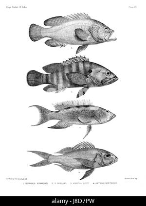 Platte VII aus dem Atlas „Fishes of India“, der verschiedene Fischarten in indischen Gewässern veranschaulicht, wie sie während der Meeresbeobachtungsexpeditionen des Prüfarztes zwischen 1892 und 1900 dokumentiert wurden. Stockfoto