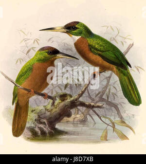 Galbula Albirostris Keulemans Stockfoto