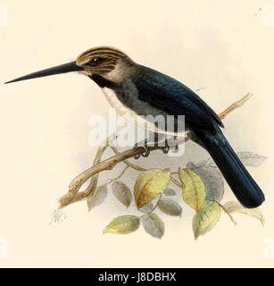 Jacamaralcyon Tridactyla Keulemans Stockfoto