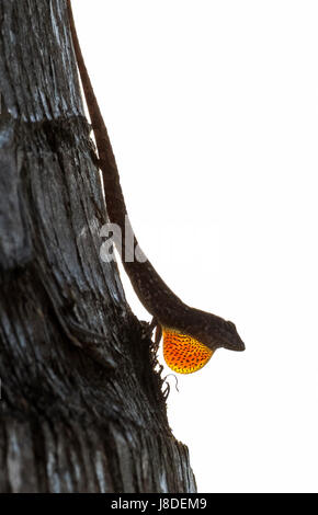 Anolis (Anolis Sagrei) sitzt auf einer Palme, die Anzeige seiner Wamme in Maui, Hawaii. Stockfoto