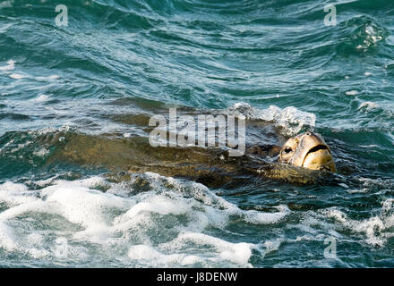 Einen grünen Meeresschildkröte Schwimmen von der Küste von Maui, Hawaii Stockfoto