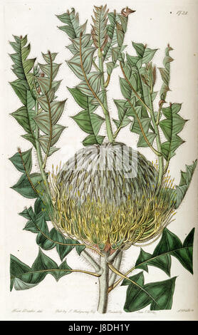Eine detaillierte botanische Illustration aus Band 20 des Botanical Registers von Edwardsâ, die Banksia speciosa zeigt, eine Art, die für ihre auffälligen Blumen bekannt ist. Diese Arbeit trug zur Erforschung und Dokumentation von Pflanzenarten im 18. Jahrhundert bei. Stockfoto