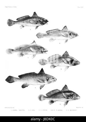 Dies bezieht sich auf eine Illustration oder Platte aus einem Buch oder atlas mit dem Titel „Fishes of India“, die die verschiedenen Fischarten in den Gewässern Indiens zeigt. Sie bietet wissenschaftliche Einblicke in die biologische Vielfalt der Gewässer. Stockfoto