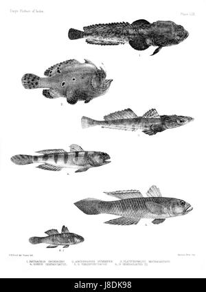 Diese Platte aus dem atlas *Fishes of India* zeigt detaillierte Abbildungen verschiedener Fischarten, die in Indien beheimatet sind. Das Kunstwerk beleuchtet die vielfältige Wasserwelt in indischen Gewässern und zeigt sowohl Süßwasser- als auch Meeresarten in präzisen Darstellungen. Stockfoto