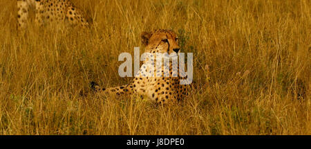 In der Wildnis von der afrikanischen Steppe, das schnellste Tier auf der Erde, der königlichen Gepard Stockfoto