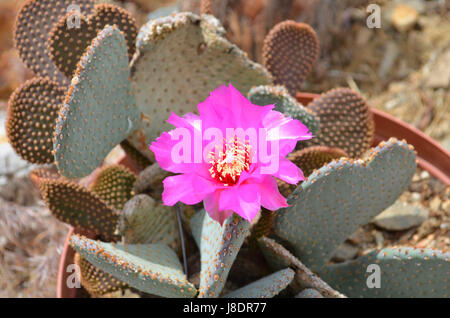 Opuntia Basilaris in voller Blüte. Stockfoto