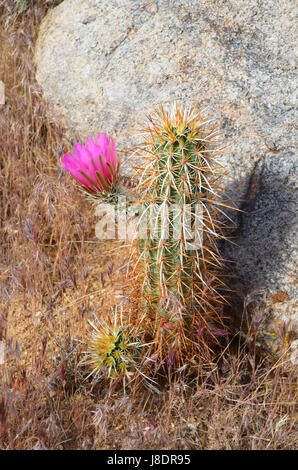 Erdbeere Igel Kakteen blühen in Apple Valley, Kalifornien. Stockfoto