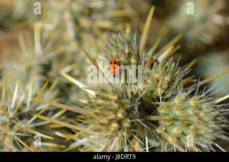 Marienkäfer krabbeln auf Cholla Kaktus. Stockfoto