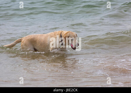 Bournemouth, Dorset, Großbritannien. 28 Mai, 2017. UK Wetter: bedeckt Tag in Bournemouth Strände, die Besucher des Seaside Kopf Die meisten von der Bank Holiday Wochenende zu machen. Golden Labrador Hund spielt Ball in das Meer. Credit: Carolyn Jenkins/Alamy leben Nachrichten Stockfoto