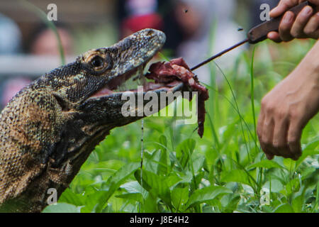 11. Mai 2017 - South Jakarta, Jakarta, Indonesien - Bild, aufgenommen am 11. Mai 2017 - ein Ranger Fütterung ein Komodowaran im Ragunan Zoo in Jakarta, Indonesien. Komodos regelmäßig essen AAS aber selten krank weil sie Proteine, sogenannte antimikrobielle Peptide tragen, ein Allzweck-Infektion Verteidigung. Die Forscher analysierten Blutproben von Gefangenen Komodos in Florida mit einem Massenspektrometer, um Peptide mit potentiellen Wirkstoff zu identifizieren. Biochemie Professor an der George Mason University, sagt, dass sein Team Wett Komodo Blut Kampf Antibiotika-resistente Bakterien helfen kann, die etwa 700.000 Menschen töten Stockfoto