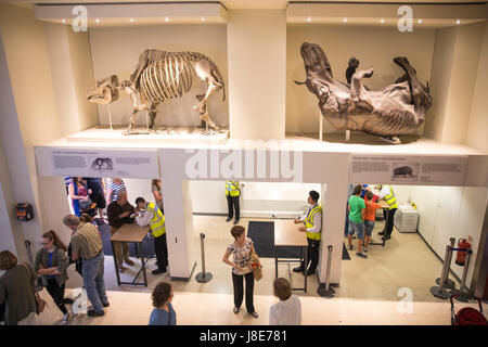 London, UK. 28. Mai 2017. Tasche prüft am Natural History Museum Credit: Anthony Lynn/Alamy Live News Stockfoto