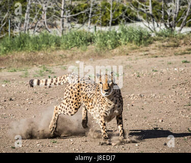 Reno, Nevada, USA. 28. Mai 2017. 28. Mai, jagt 2017.Jamar, eines Animal Ark Geparden, einen Roboter Köder während der Non-Profit-Organisation Spendenaktion - das Cheetah-500-Rennen. Während der Veranstaltung, Geparden, die weltweit am schnellsten Säugetier zu landen, Leine um das Tier Ark ausführen Feld vollständig ablaufen. Die Organisation liegt nördlich von Reno auf 38 Hektar und bietet in erster Linie einheimische nordamerikanische Raubtiere. Mitbegründer von Aaron und Diana Hiibel 1981, ist Animal Ark ein Naturschutzgebiet für nicht lösbaren Tiere. Bildnachweis: ZUMA Press, Inc./Alamy Live-Nachrichten Stockfoto