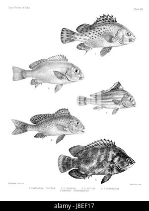 Platte XXI von „Fishes of India: Atlas“ zeigt verschiedene Fischarten, die in indischen Gewässern vorkommen. Dieser wissenschaftliche atlas liefert einen detaillierten Überblick über die biologische Vielfalt der Wasserwelt in Indien und zeigt die reichen Meeresökosysteme des Landes. Stockfoto