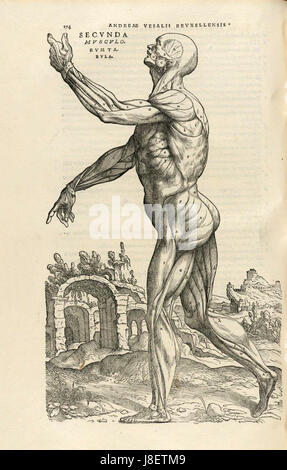 Houghton Typ 565.43.868 De Humani Corporis Fabrica, 174 Stockfoto