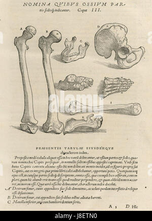 Dieses Werk ist Teil des medizinischen Textes „de humani corporis fabrica“ von Andreas Vesalius aus dem 16. Jahrhundert. Es ist das dritte Kapitel, das sich auf die menschliche Anatomie konzentriert, insbesondere den Kopf und seine Strukturen. Stockfoto