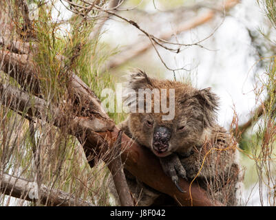 Schläfriger koala im Baum Kangaroo Island Neuseeland Stockfoto