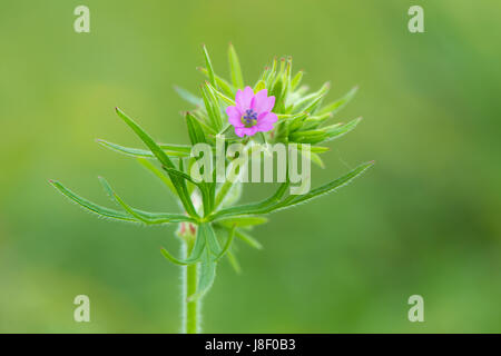 Schnitt-leaved des Krans-Rechnung (Geranium Dissectum) Blätter und Blüten. Rosa Blume-Werks in der Familie Geraniaceae wächst in einer britischen Wiese Stockfoto