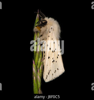 Weiße Hermelin (Spilosoma Lubricipeda) auf dem Rasen. Insekt mit attraktiven Markierungen in der Familie Erebidae auf Seedhead Gras Stockfoto