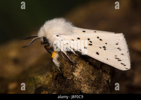 Weiße Hermelin (Spilosoma Lubricipeda) Motte in Ruhe. Insekt mit attraktiven Markierungen in der Familie Erebidae Stockfoto