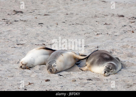 Drei australische Seelöwen schlafen am Strand mit Flossen auf jedes andere in der sea lion bay Kangaroo Island South Australia Stockfoto