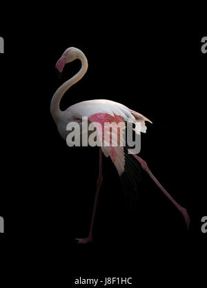 Rosaflamingo (Phoenicopterus Roseus) stehen im Dunkeln Stockfoto