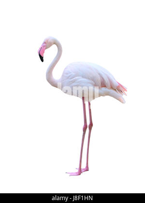 Rosaflamingo (Phoenicopterus Roseus) isoliert auf weißem Hintergrund Stockfoto