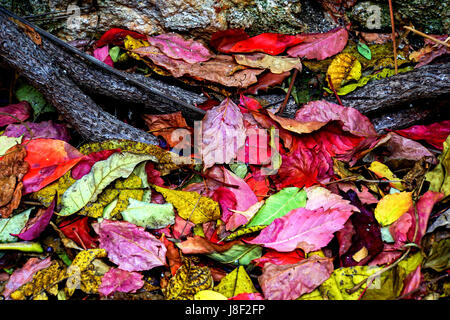 Buntes Herbstlaub auf dem Boden Stockfoto