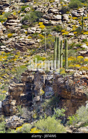 Elegante Gruppierung des Saguaro Kaktus stehen auf Felsvorsprung auf Mount Lemmon in Tucson, Arizona.  Ansicht von Catalina Highway, landschaftlich reizvolle Fahrt bis in den Himmel Stockfoto