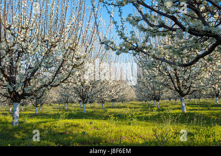 Bauernhof - blaue Pflaume Obstgarten in voller Blüte im Frühjahr Stockfoto