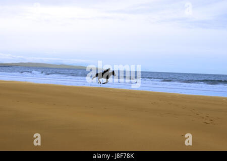 Pferd, Strand, Meer, Strand, Meer, schwarz, dunkelhäutigen, kohlschwarze, tief Stockfoto