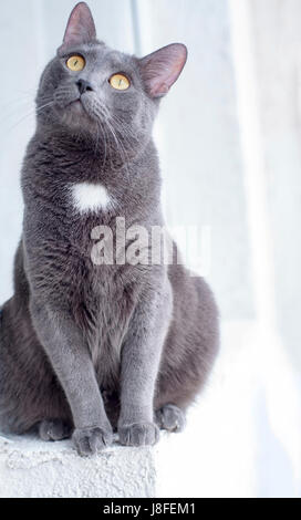 Russisch Blau Katzenrasse Stockfoto