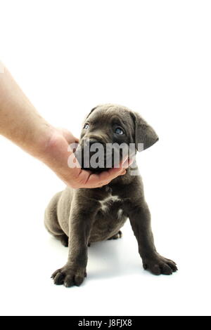 Baby Cane corso Stockfoto