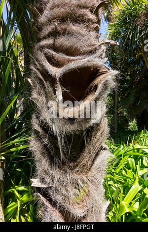 Stamm der Palme in Ventnor Botanic Gardens, Isle Of Wight, Großbritannien Stockfoto