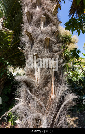 Stamm der Palme in Ventnor Botanic Gardens, Isle Of Wight, Großbritannien Stockfoto