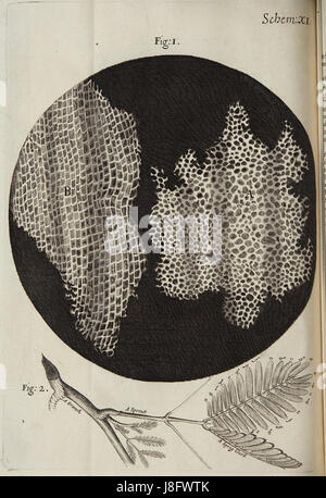 *Micrographia Schem 11* ist eine Illustration aus Robert Hookes *Micrographia*, die detaillierte Beobachtungen mikroskopischer Strukturen zeigt. Das Buch ist ein grundlegendes Werk in der Geschichte der Mikroskopie und der wissenschaftlichen Entdeckung. Stockfoto