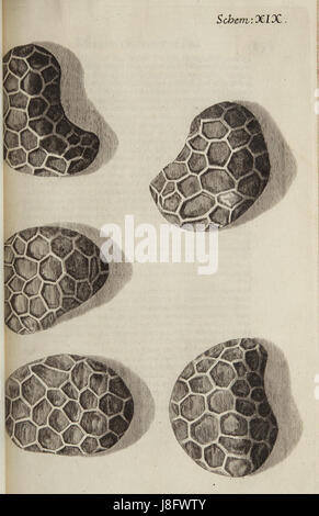 Herumgestreift Schem 19 Stockfoto